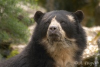 Tremarctos ornatus - Spectacled Bear