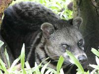 Viverra tangalunga - Malayan Civet