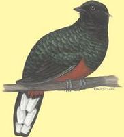 Image of: Euptilotis neoxenus (eared quetzal)