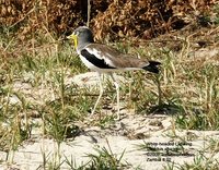 White-headed Lapwing - Vanellus albiceps
