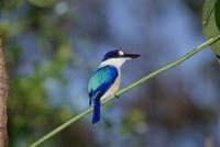 Forest Kingfisher - Todirhamphus macleayii