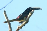 Black-necked Aracari - Pteroglossus aracari
