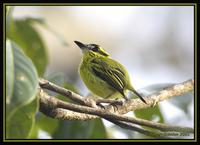 Yellow-browed Tody-Flycatcher 1