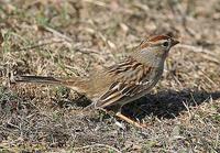 Field Sparrow; Spizella pusilla