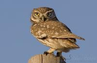 kirkeugle / little owl (Athene noctua saharae)