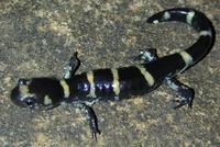 : Ambystoma annulatum; Ringed Salamander