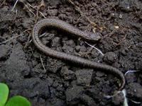: Batrachoseps gavilanensis; Gabilan Mountains Slender Salamander