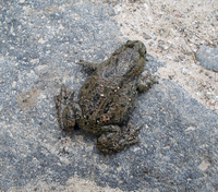 : Bombina bombina; Fire-bellied Toad