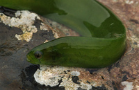 : Apodichthys flavidus; Penpoint Gunnel