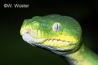 : Morelia viridis; Green Tree Python