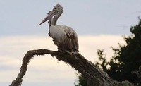 Spot billed Pelican - Pelecanus philippensis - Grey Pelican - Hawasil -