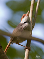 Rufous-tailed Tailorbird Scientific name - Orthotomus sericeus