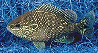 Lepomis marginatus, Dollar sunfish: