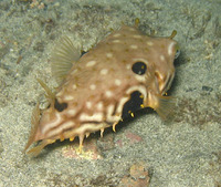 Chilomycterus spinosus mauretanicus, Guinean burrfish: