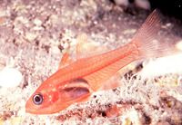 Lachneratus phasmaticus, Phantom cardinalfish: