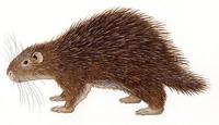 Image of: Hystrix pumila (Indonesian porcupine)
