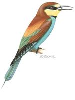 Image of: Merops apiaster (European bee-eater)