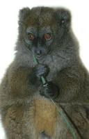 Hapalemur griseus - Bamboo Lemur