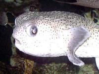 Image of: Diodon holocanthus (balloon fish, spiny puffer)