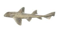 Image of: Heterodontus francisci (horn shark)