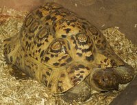 Psammobates pardalis - Leopard Tortoise