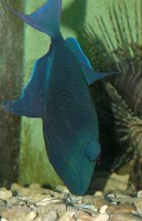 Odonus niger - Black Triggerfish