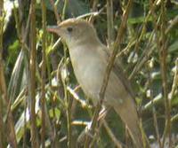 Thick-billed Warbler - Acrocephalus aedon