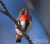 Mistletoebird - Dicaeum hirundinaceum