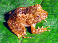 : Limnophys bufoniformis; Rusty Robber Frog