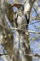 : Tockus bradfieldi; Bradfield's hornbill
