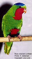 Blue-crowned Lory