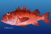 Sebastes levis, Cowcod: gamefish