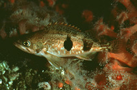 Sebastes semicinctus, Halfbanded rockfish: