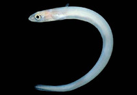 Ariosoma gilberti, Gilbert's garden eel: