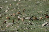 Image of: Cervus elaphus (elk)