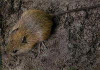 Chinese Jumping Mouse