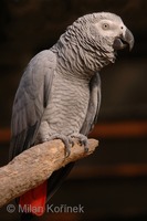 Psittacus erithacus erithacus - Congo African Grey Parrot