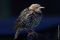 Image of: Sturnus vulgaris (European starling)