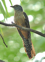 Moluccan Cuckoo - Cacomantis heinrichi