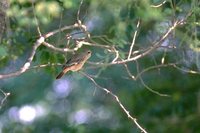 Rufous-tailed Shrike - Lanius isabellinus