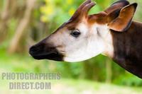 Photo of an Okapi , Okapia Johnstoni stock photo