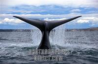 ...Right Southern Whale in Peninsula Valdes ( Eubalaena Australis ) , Province of Chubut , Patagoni