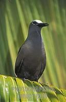 Common noddy , Anous stolidus , Ile aux Cocos , Island sanctuary for sea birds , Rodrigues stock...