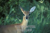 Steenbok , Raphicerus campestris , Hwange National Park , Zimbabwe stock photo