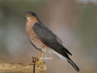 A male Sparrowhawk scattered everything in the feeder station