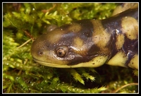 : Ambystoma tigrinum mavortium; Tiger Salamander