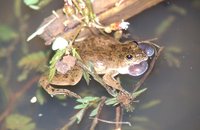 : Euphlyctis cyanophlyctis; Skipper Frog