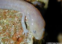 : Eurycea spelaea; Grotto salamander
