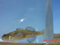 : Eucyclogobius newberryi; Tidewater Goby