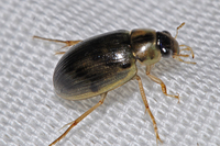 : Berosus sp.; Water Scavenger Beetle